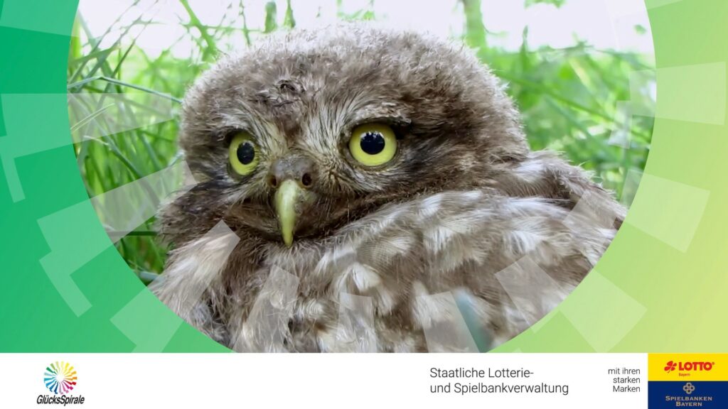 Thumbnail des Videos Steinkauz, Kleinostheim in Unterfranken