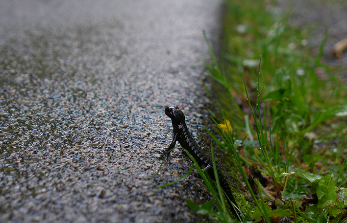 Alpensalamander. Foto: T. König/LBV Archiv