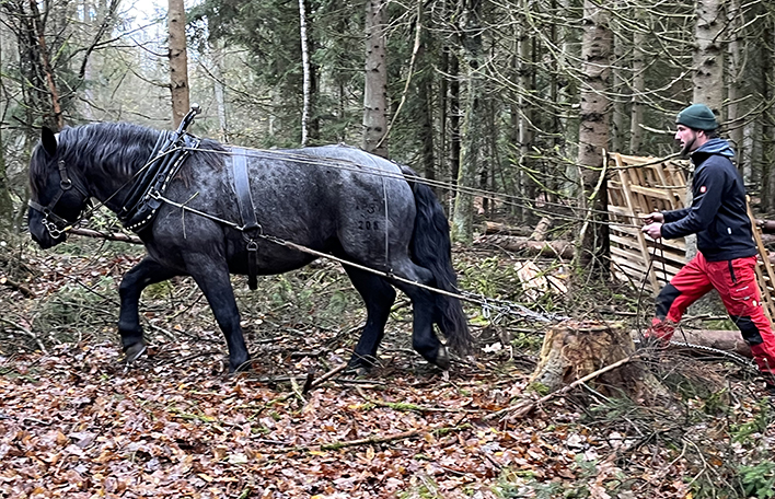Rückepferd im Rainer Wald. Foto: T. König_LBV Archiv
