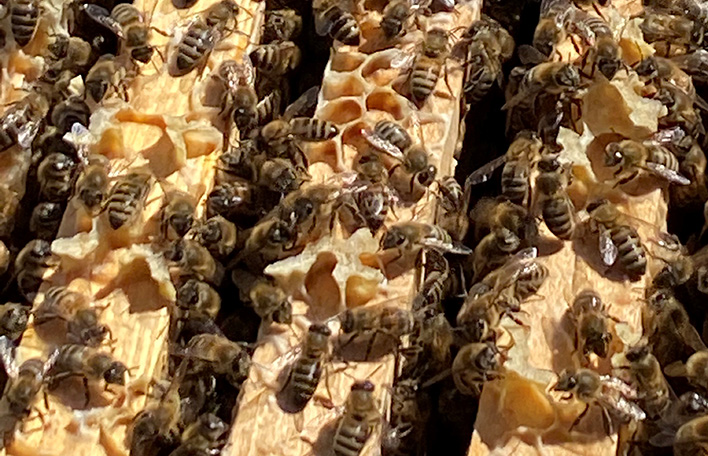 Glücksbienen über Wabengassen.