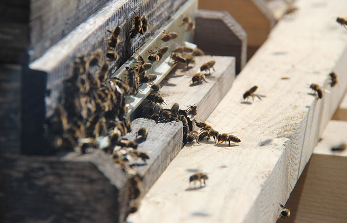 Glücksbienen am Anflugloch
