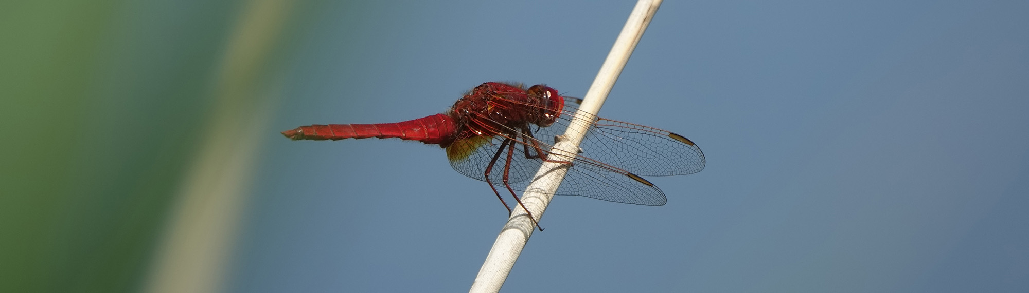 Rote Heidelibelle im Freisinger Moos. Foto: LBV/J. Schranner
