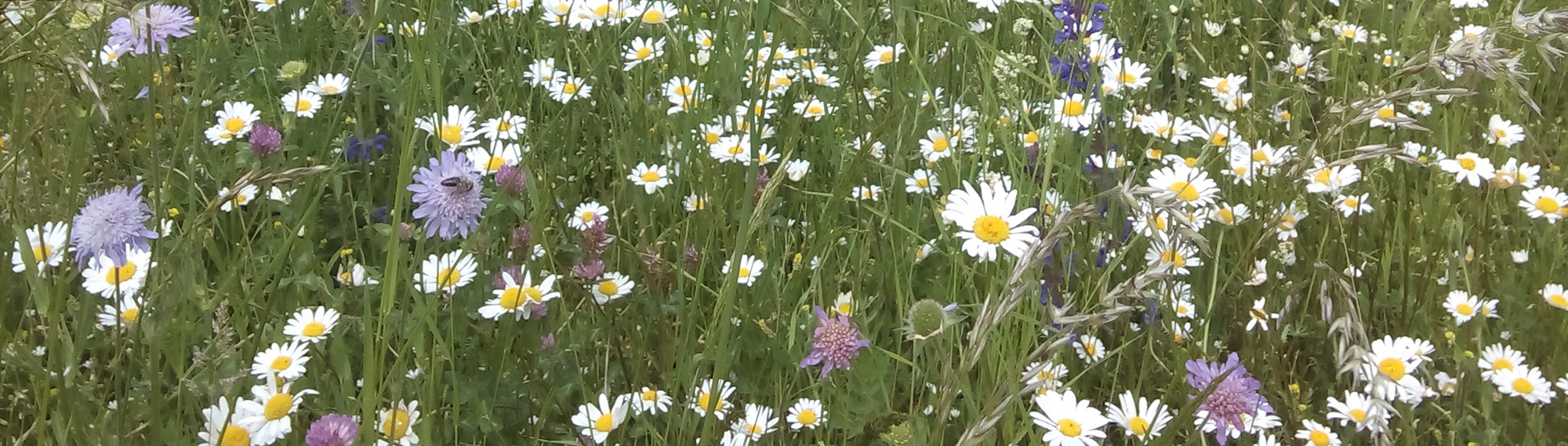 München floriert: Blumenwiese an der Nederlinger Straße. Foto: Kristin Böhm/Deutsche Wildtier Stiftung