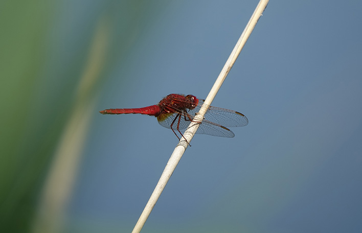 Rote Heidelibelle im Freisinger Moos. Foto: LBV/J.Schranner