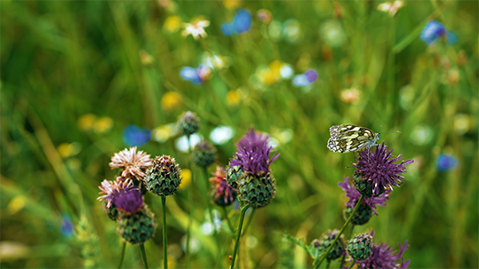 Foto: Diasporenbank von Ackerwildkräutern_Naturschutz GS 2024 © SLSV