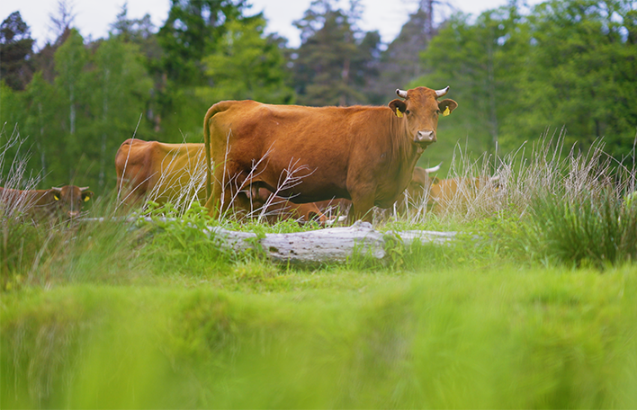 Wilde Weide Waldnaabaue, Landkreis Tirschenreuth. Foto: SLSV